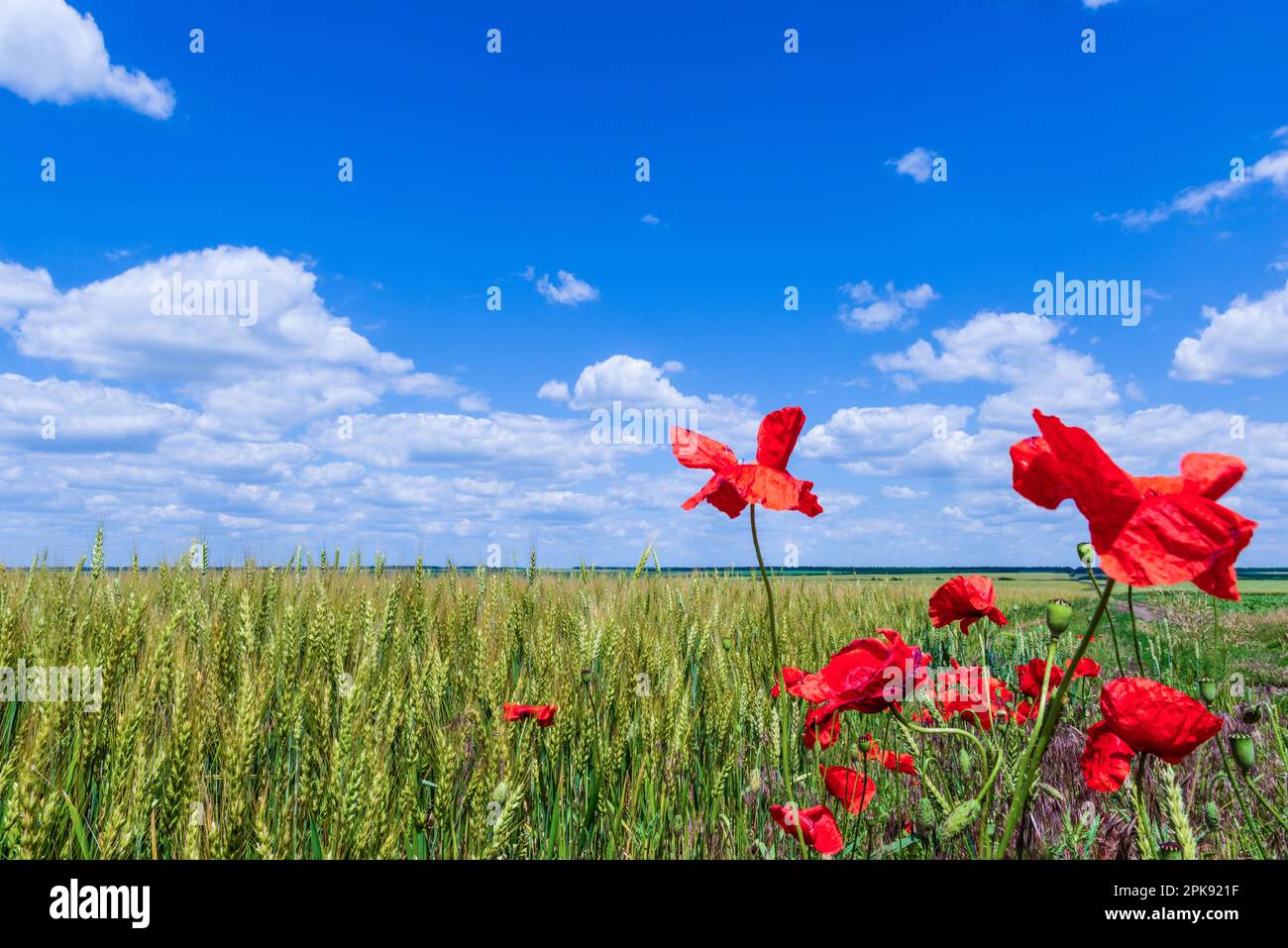 Linea di orizzonte che separa il cielo blu dalle nuvole bianche e il verde campo di grano dai papaveri rossi. Foto Stock
