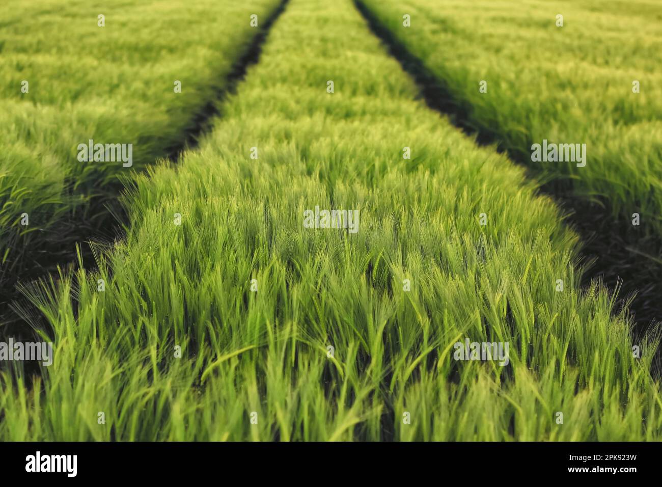 Campo di orzo con file di spighe verdi fresche di mais in tarda primavera Foto Stock