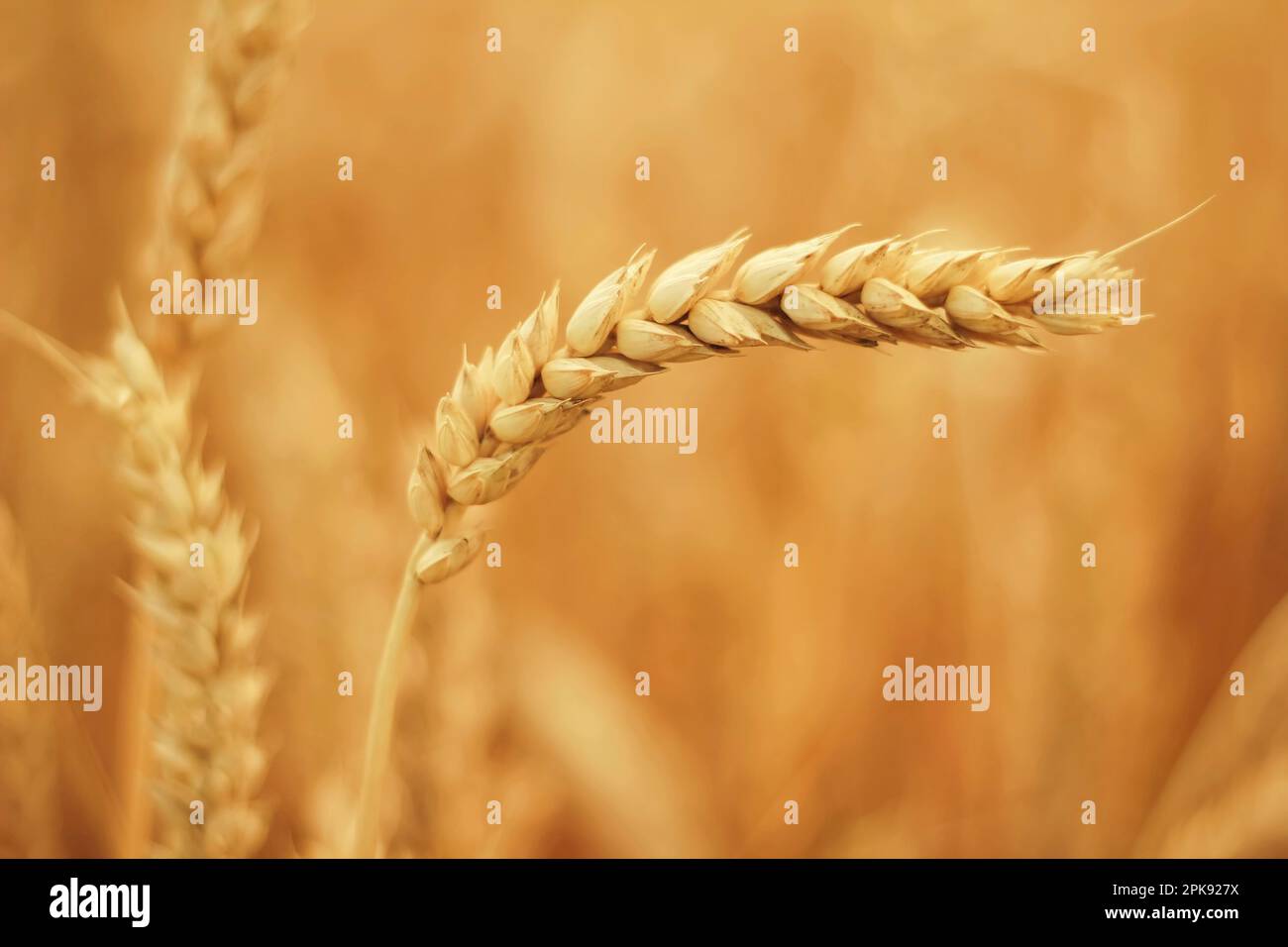 Primo piano di spighe isolate di mais in un campo maturo di grano prima del raccolto Foto Stock