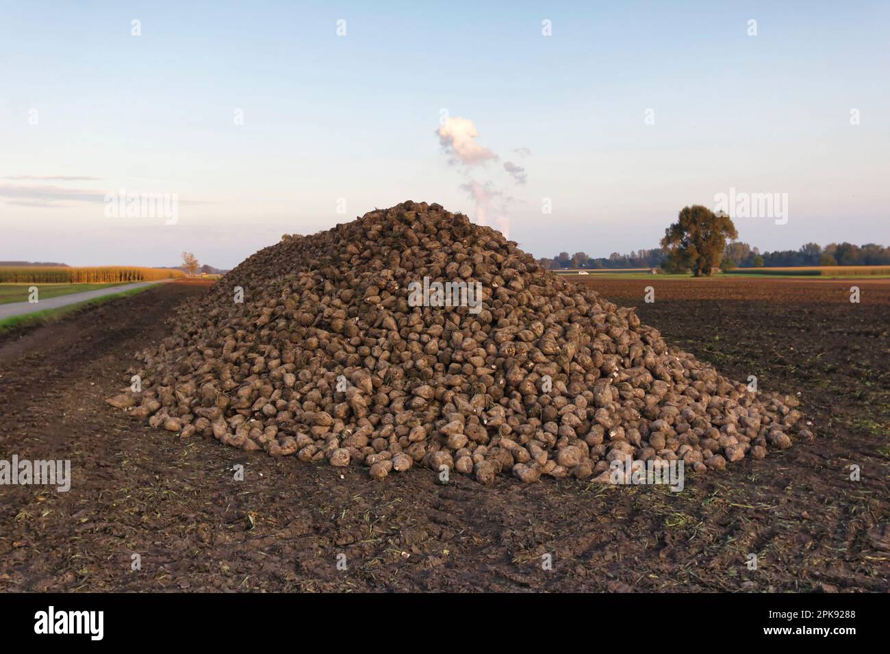 Enorme mucchio di barbabietole da zucchero dopo il raccolto nelle campagne rurali della Germania Foto Stock