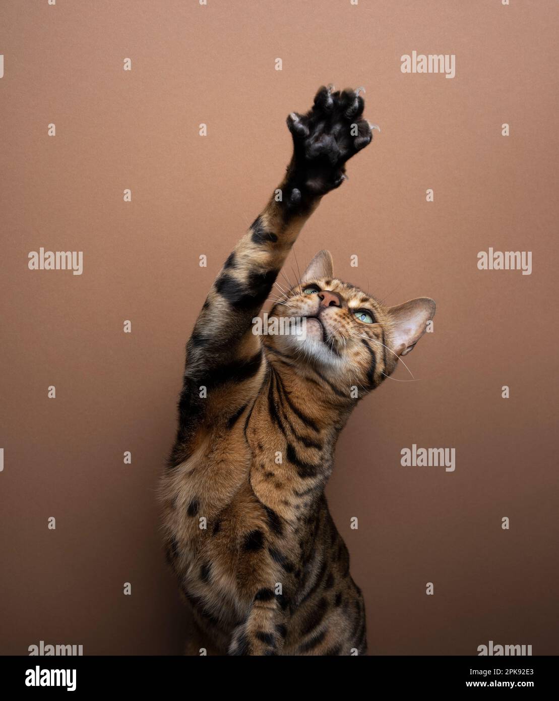 Gioca a gatto bengala completo, alzando la zampa con artigli estesi che guardano su sfondo marrone Foto Stock