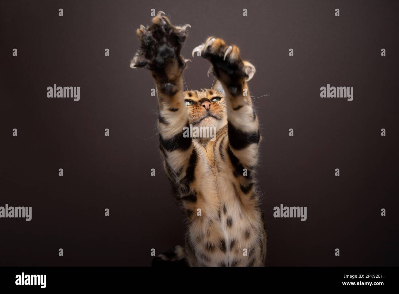 Bengala Cat giocare raggiungere, sollevando entrambe le zampe con artigli estesi su sfondo marrone con spazio copia Foto Stock