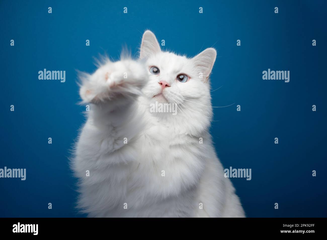 Ragdoll bianco gatto zampa soffice. Verticale su sfondo blu con spazio per la copia Foto Stock