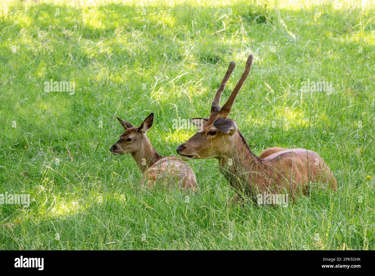 Primo piano ritratto di un cervo rosso e di un fawn, giacendo nell'erba all'ombra in estate in scozia Foto Stock