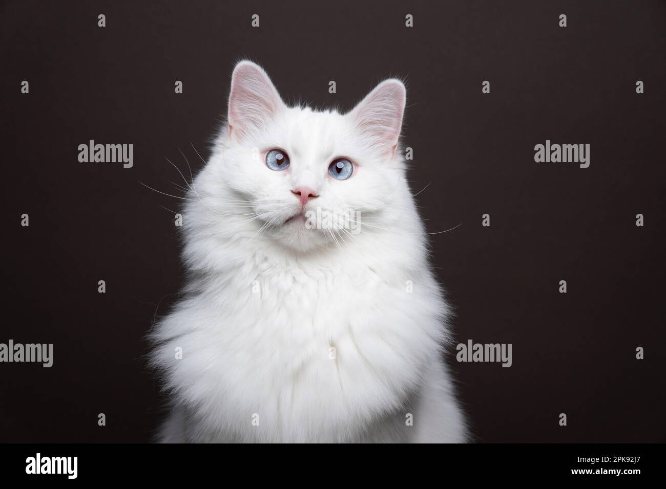 Gatto ragdoll bianco con occhi blu che guardano la telecamera squinting. Verticale su sfondo marrone con spazio per la copia Foto Stock