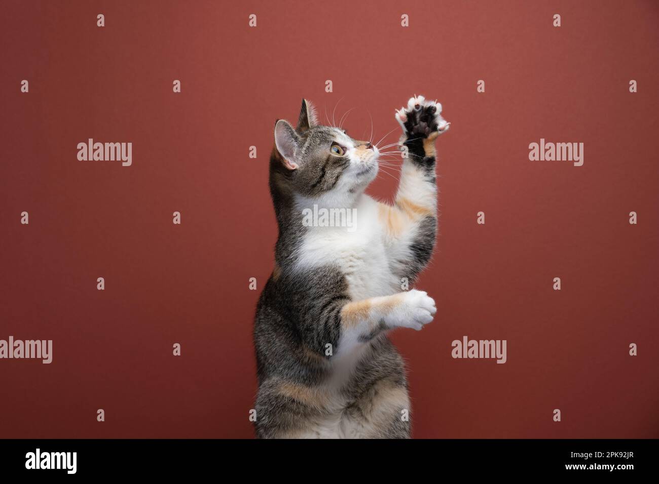 Vista laterale del gatto carino che gioca. Gatto che alza la zampa con artigli estesi su sfondo rosso con spazio per le copie Foto Stock