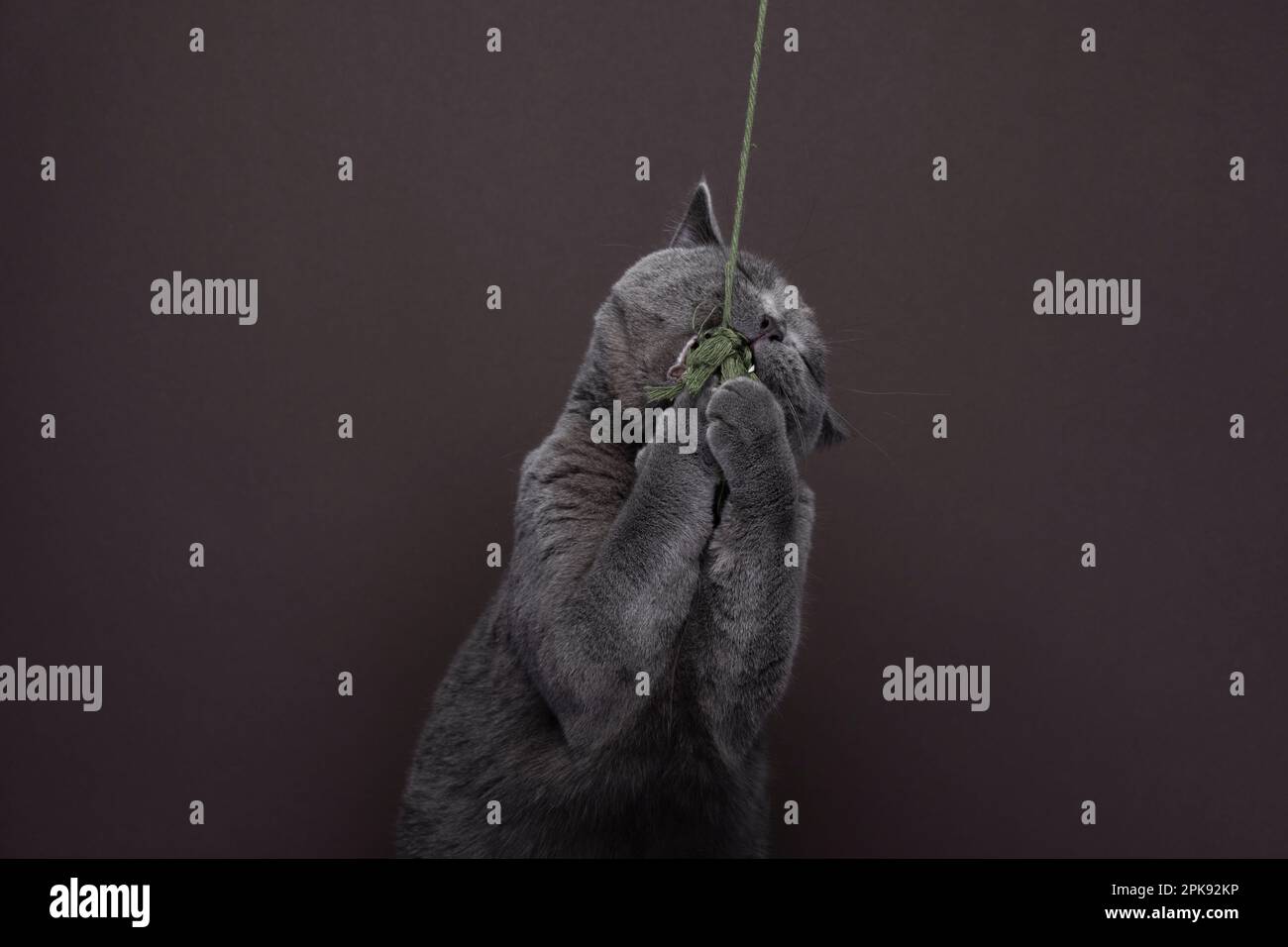 Gatto shorthair britannico blu, cattura il giocattolo di gatto su sfondo marrone con spazio copia. Gatto preda con zampe Foto Stock