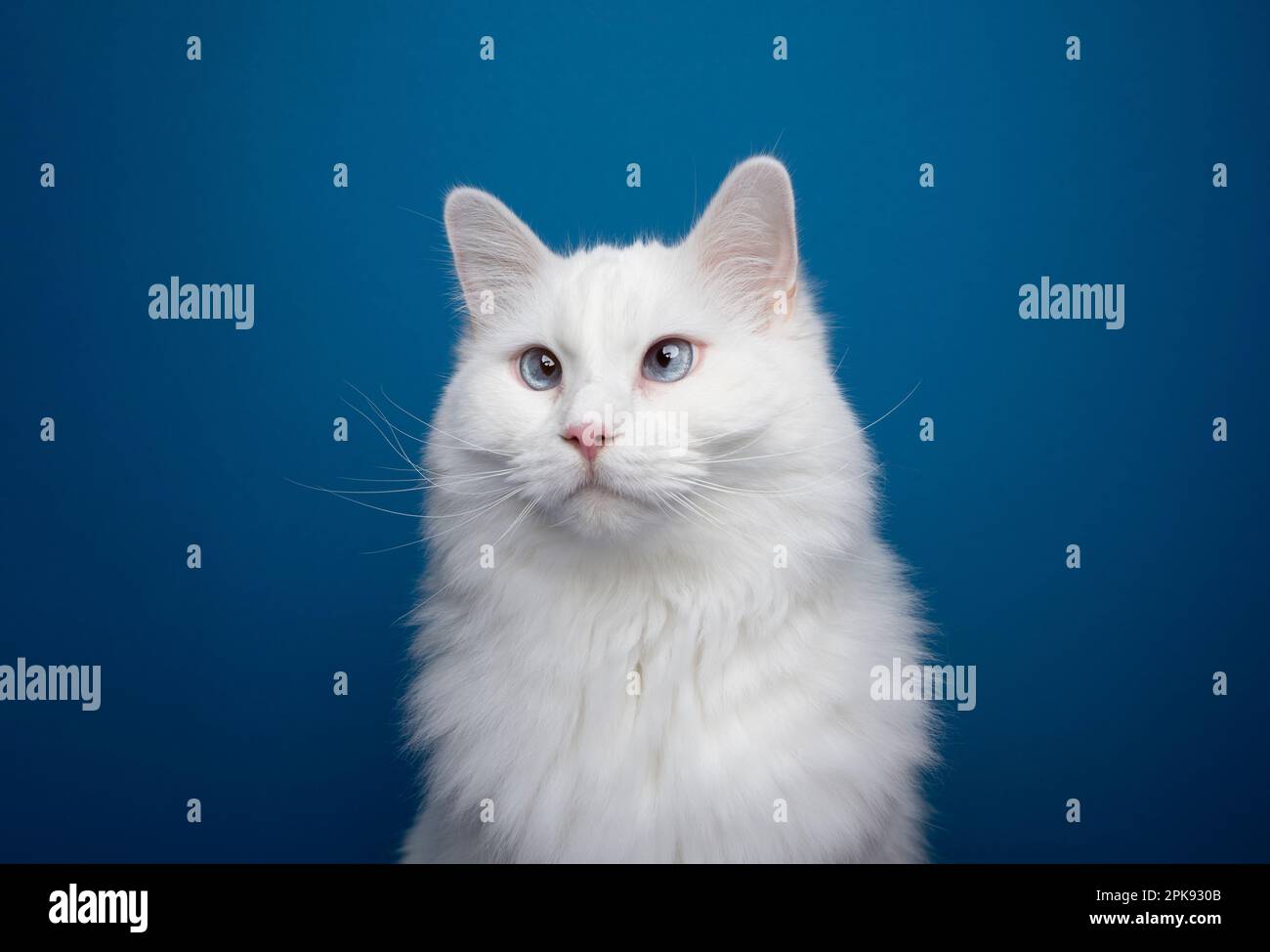 ragdoll gatto bianco con occhi blu ritratto su sfondo blu con spazio copia Foto Stock
