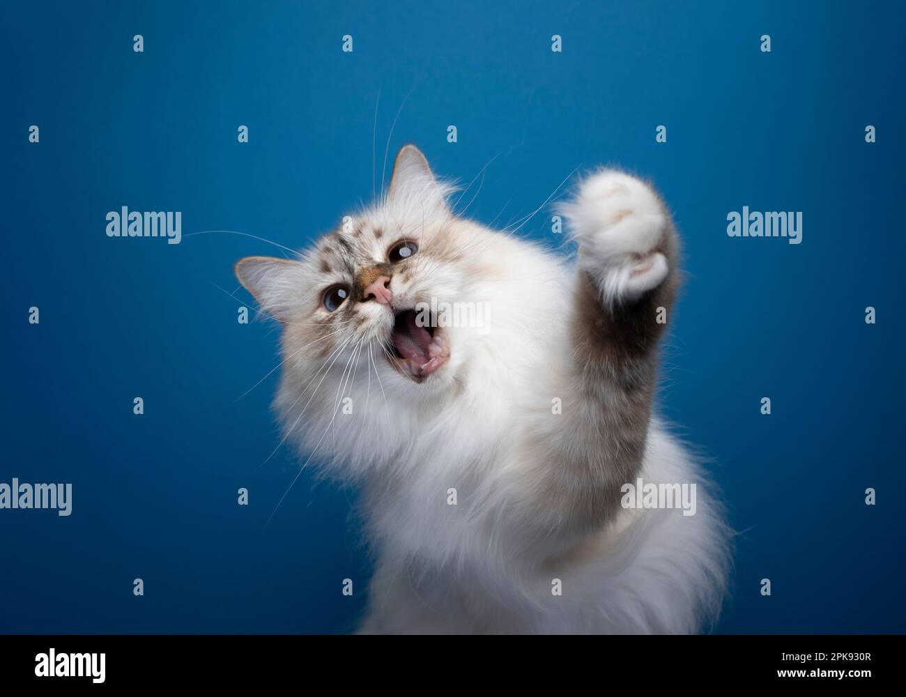 giocoso bianco birman gatto zampa alzante con bocca aperta giocare selvaggio su sfondo blu con spazio copia Foto Stock