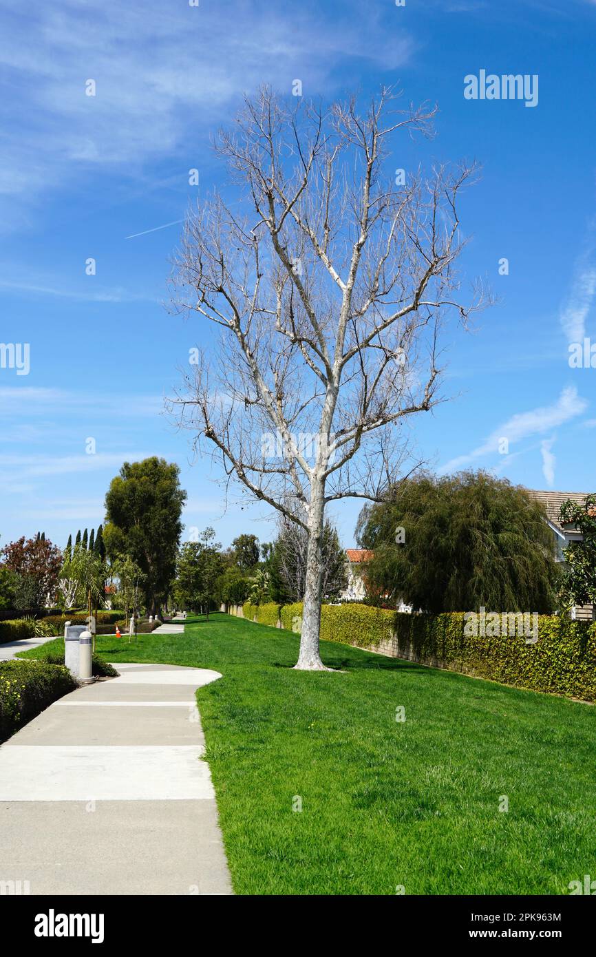 California Sycamore Tree Foto Stock