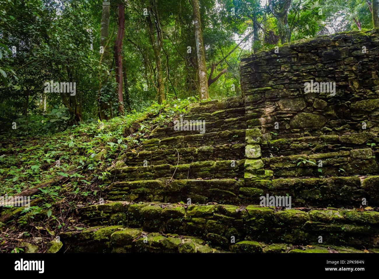 Belle piramidi in Palenque sito archeologico in Messico. Foto con paesaggio vivace. Foto Stock