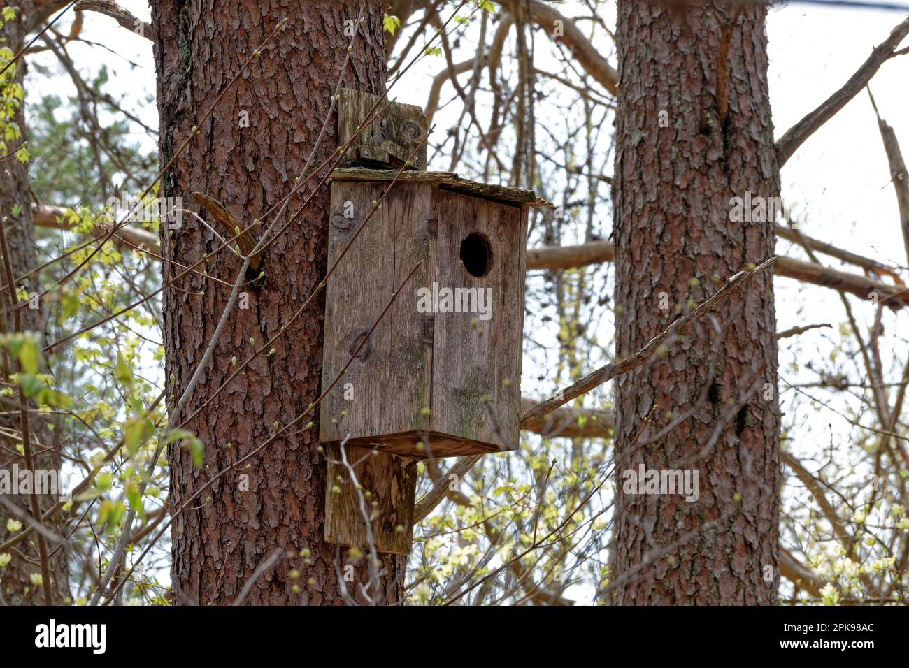 Una grande scatola di uccelli di gufo rustico alto inchiodato ad un albero circondato da altri alberi in una foresta in primavera Foto Stock
