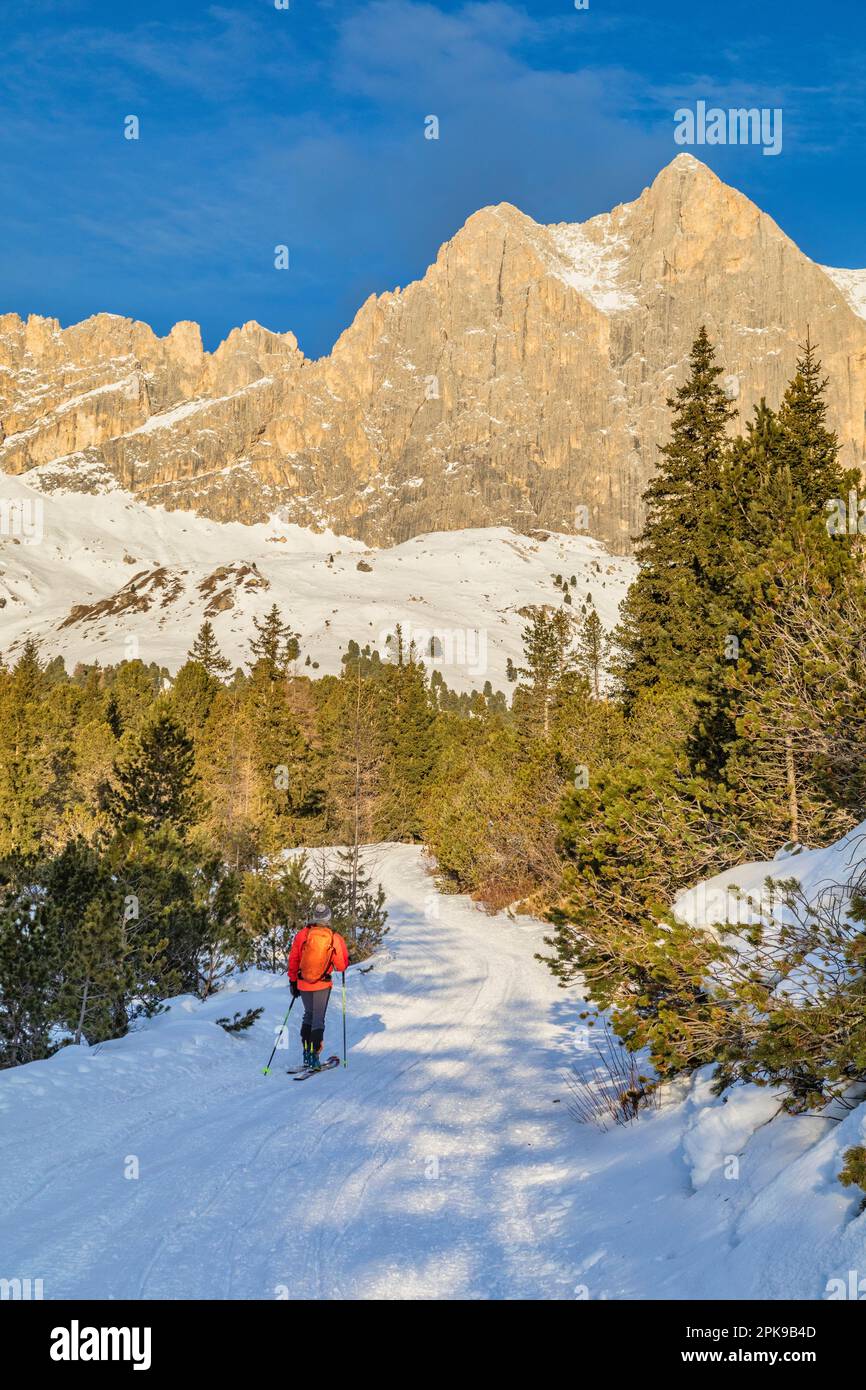 Italia, Trentino Alto Adige / Alto Adige, San Giovanni di Fassa, torna sciatore di campagna nella Val Vaiolet con Catinaccio / Rosengartenspitze sullo sfondo, Val di Fassa, Dolomiti Foto Stock