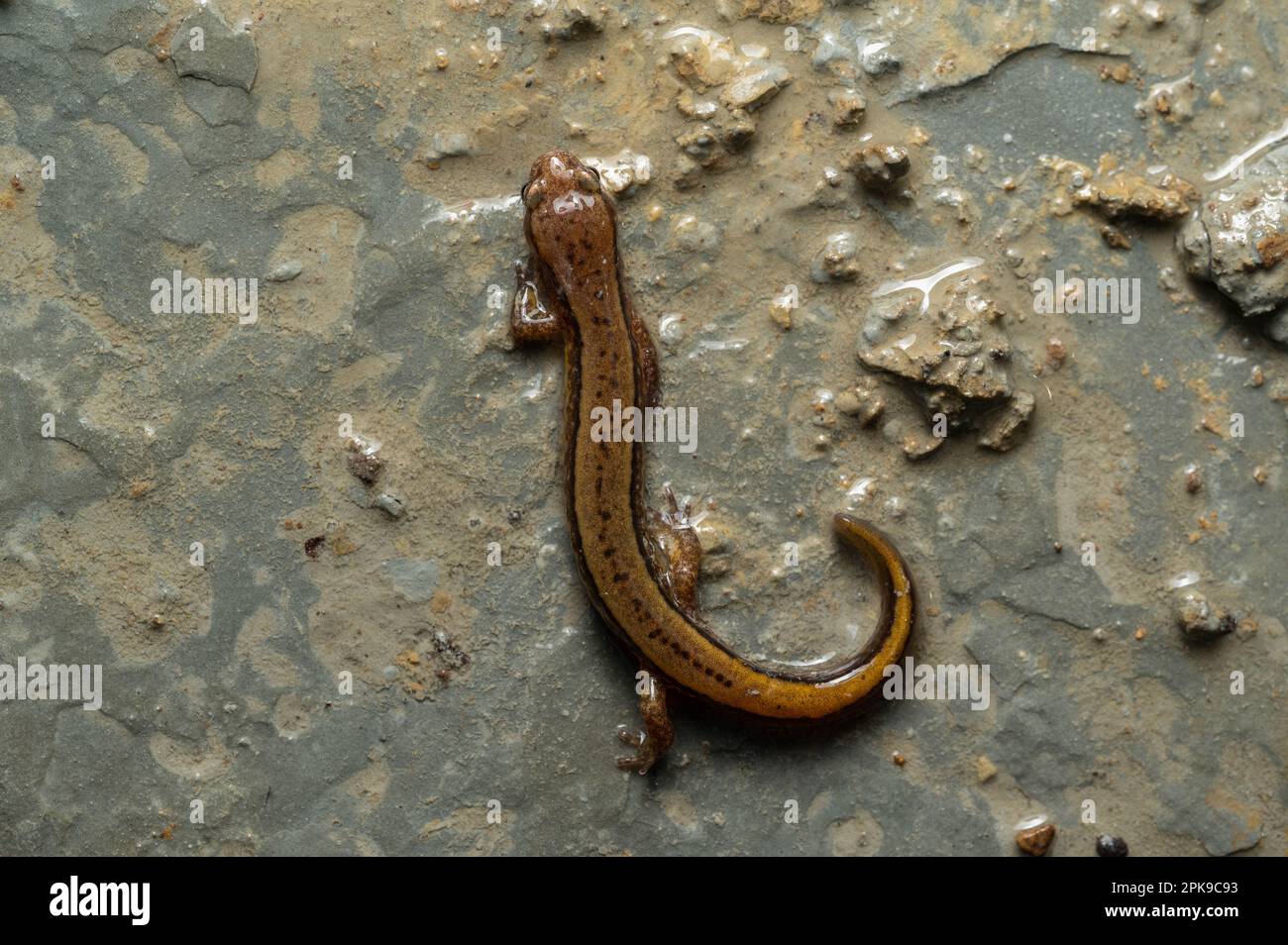 Una Salamander a due linee del sud (Eurycea cirrigera) dalla contea di Jefferson, Indiana, Stati Uniti. Foto Stock