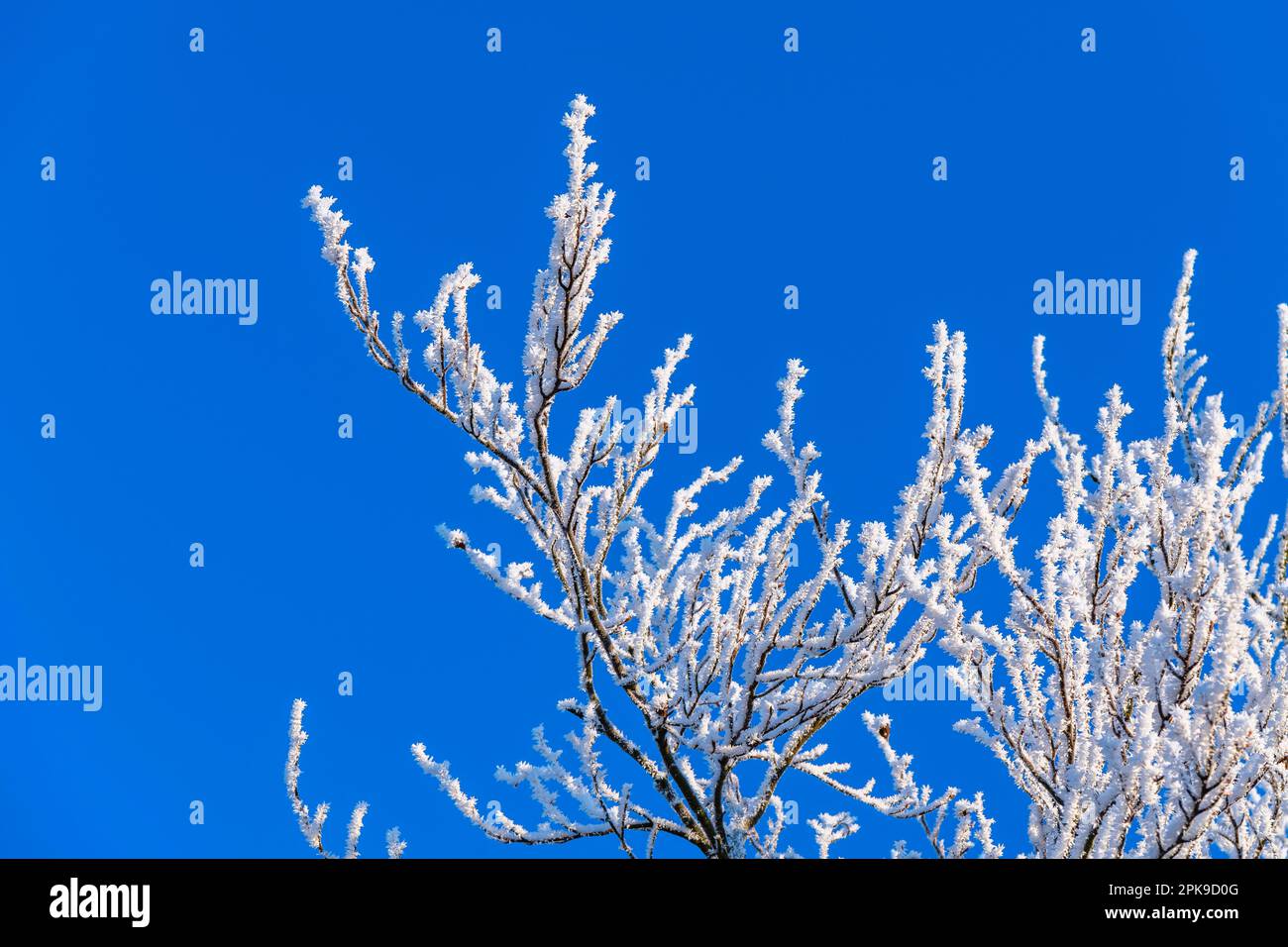 Albero con gelo in inverno. Foto Stock