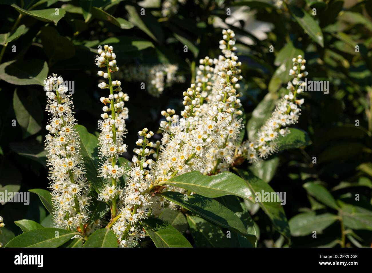Italia, Lombardia, Fiori del Ciliegio, Prunus laurocerasus Foto Stock