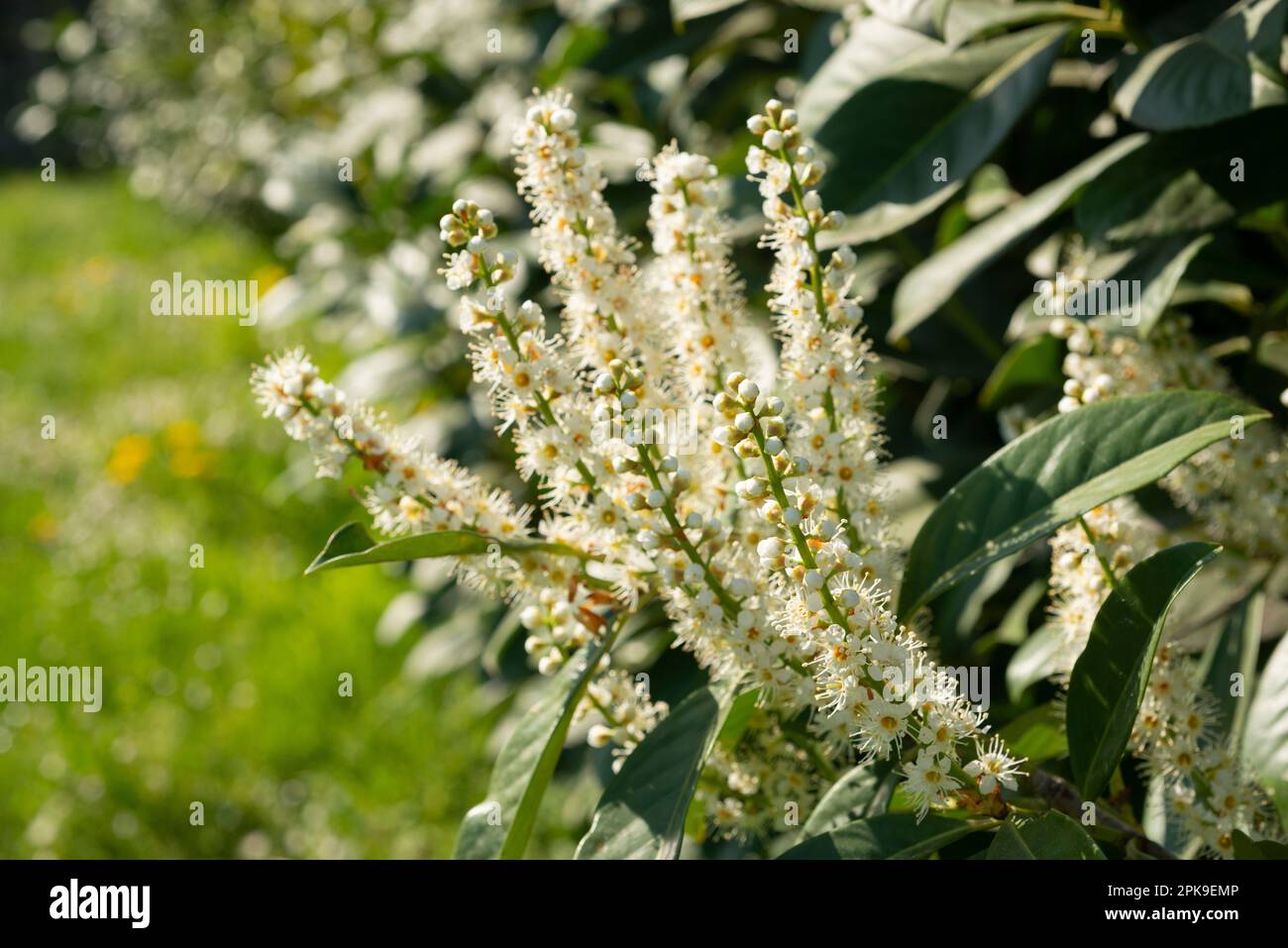 Italia, Lombardia, Fiori del Ciliegio, Prunus laurocerasus Foto Stock