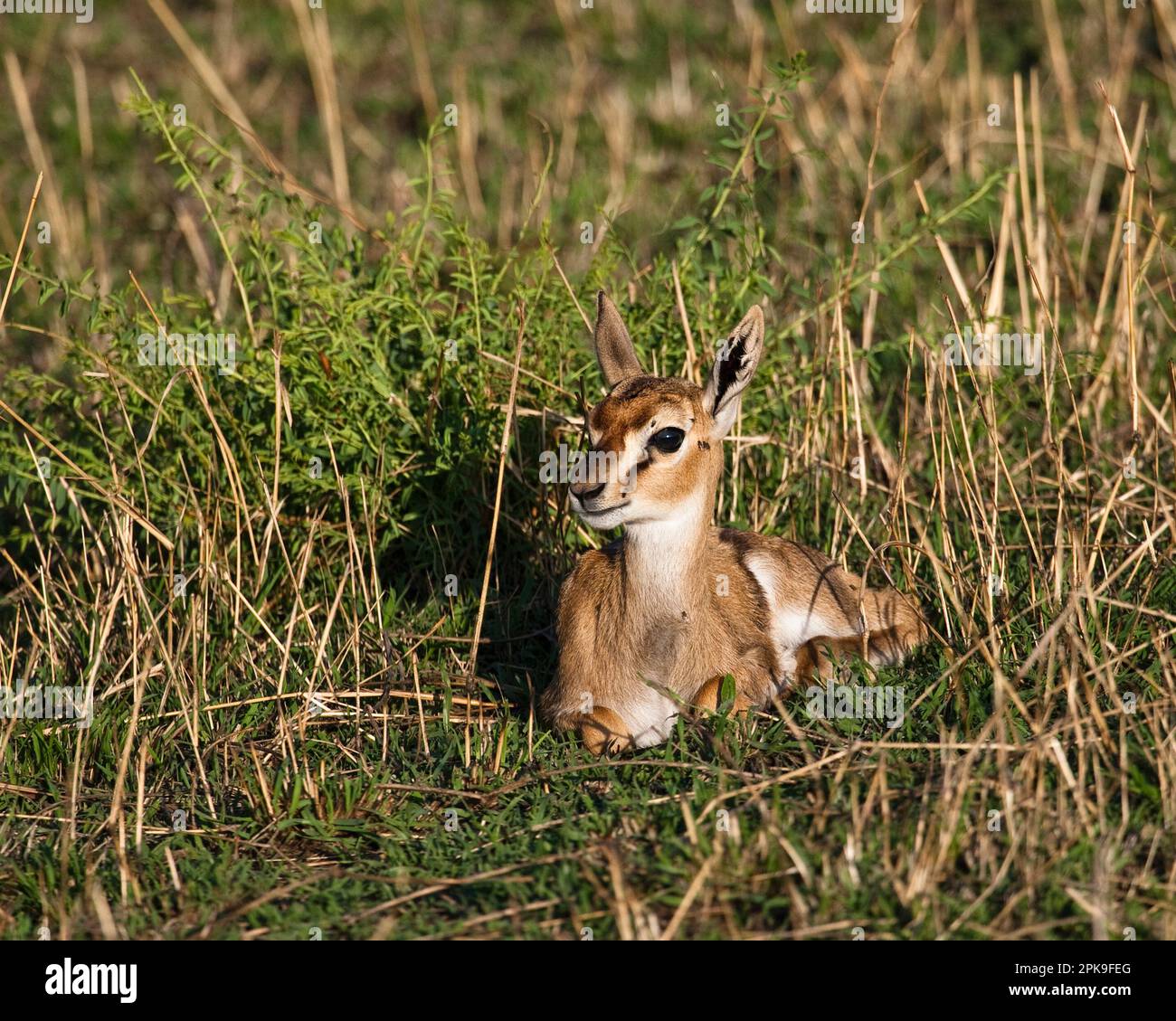 Un giovane Thomsons Gazelle (Gazella thomsoni) giace nell'erba Masai Mara, Kenya Foto Stock