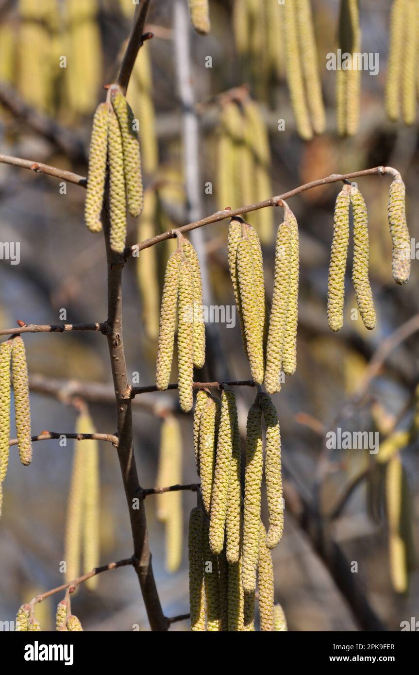 Nocciolo comune (Corylus avellana) nella primavera fiorisce nella foresta Foto Stock