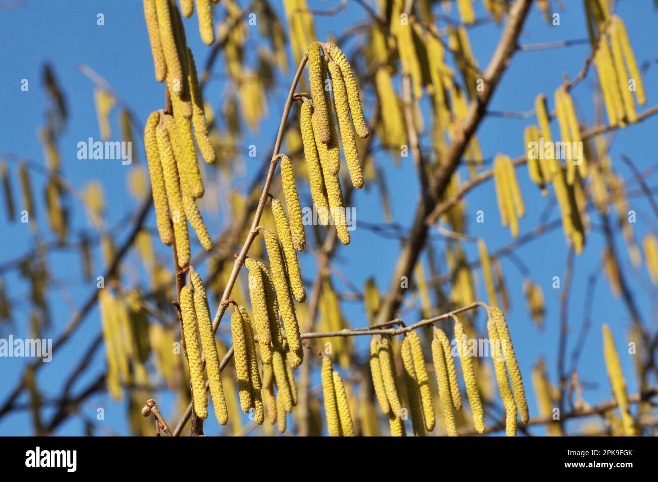 Nocciolo comune (Corylus avellana) nella primavera fiorisce nella foresta Foto Stock