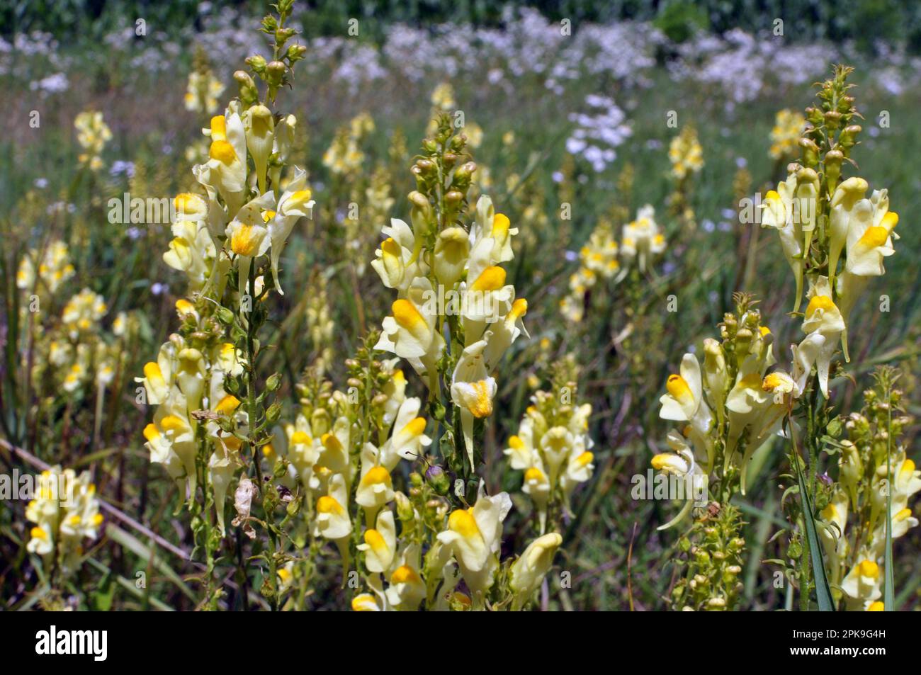 Linaria vulgaris fiorisce in natura tra le erbe Foto Stock