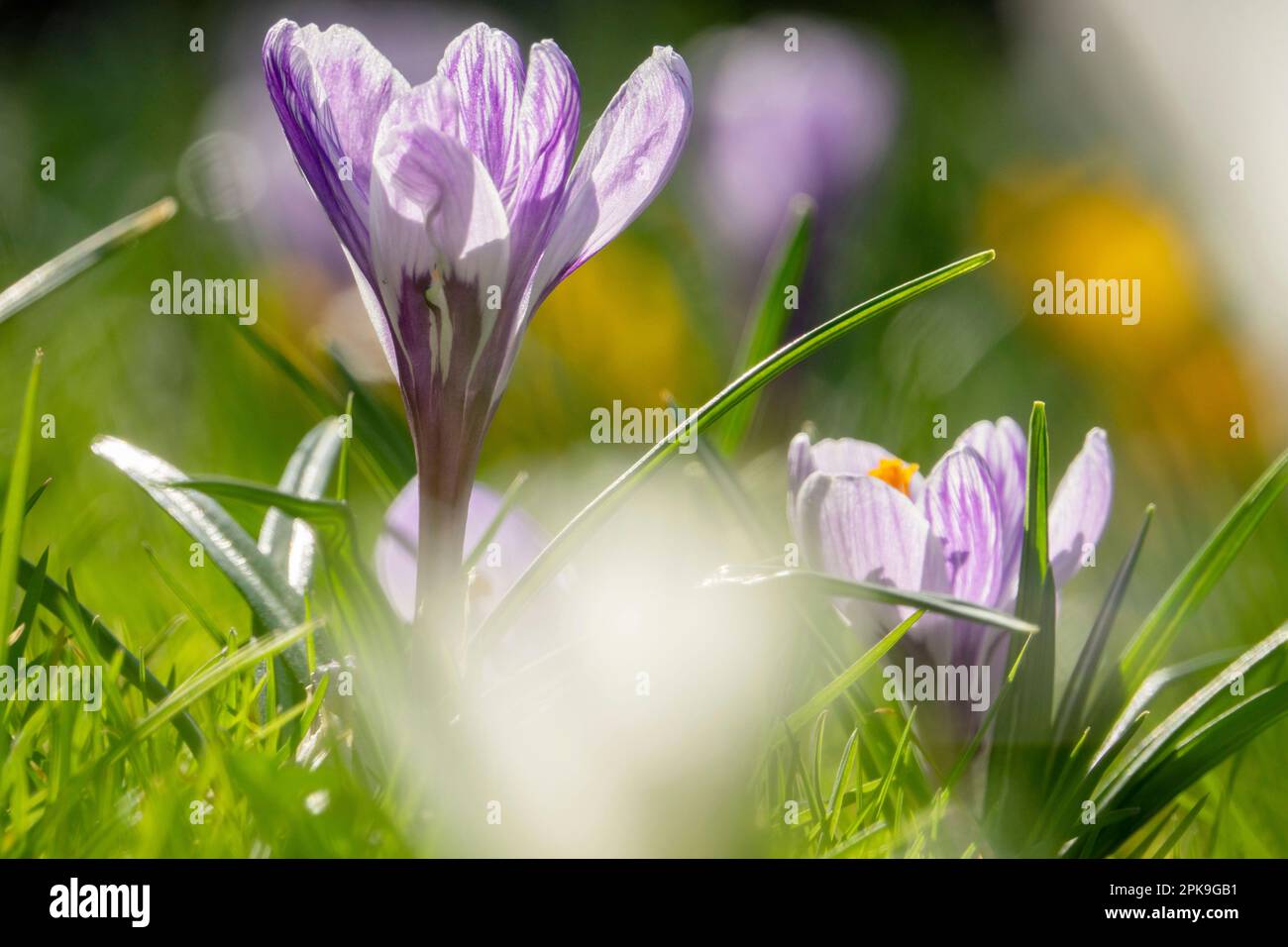 DEU, Germania, Baden-Wuerttemberg, Stoccarda, Giardino Botanico di Hohenheim, primo piano crocus Foto Stock