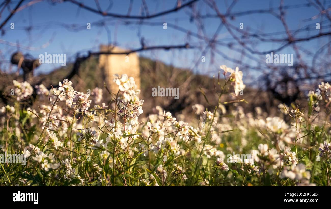 Fausse Roquette vicino a Saint Pierre la Mer. Cresce sul Mediterraneo, soprattutto tra le vigne. Foto Stock