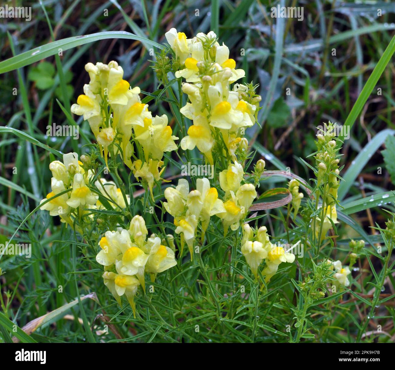 Linaria vulgaris fiorisce in natura tra le erbe Foto Stock