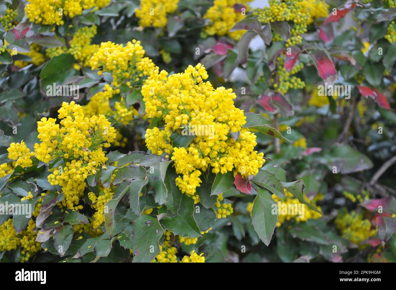 L'arbusto sempreverde Mahonia aquifolium è usato per il paesaggio Foto Stock