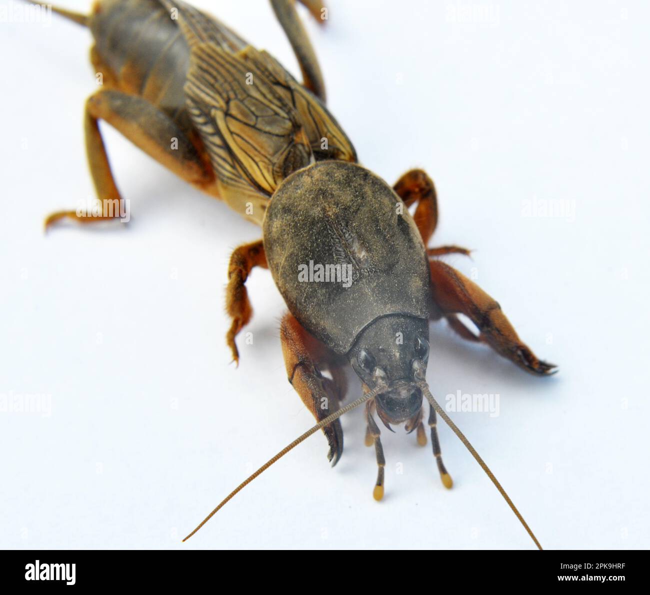 Un insetto peste gryllotalpa gryllotalpa, che danneggia molte piante nel terreno Foto Stock
