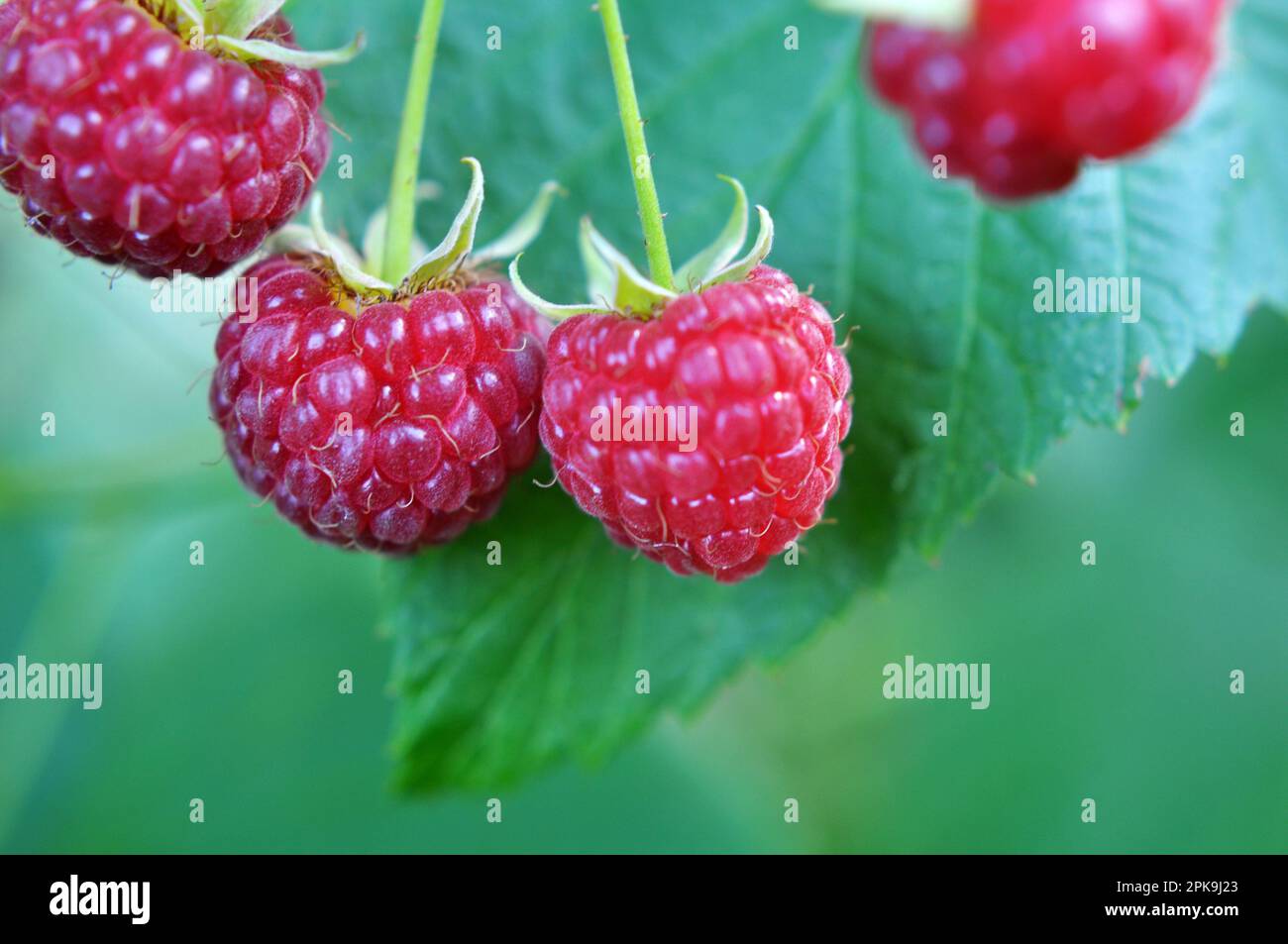 Frutti di lampone e foglie verdi su un ramo di cespuglio Foto Stock