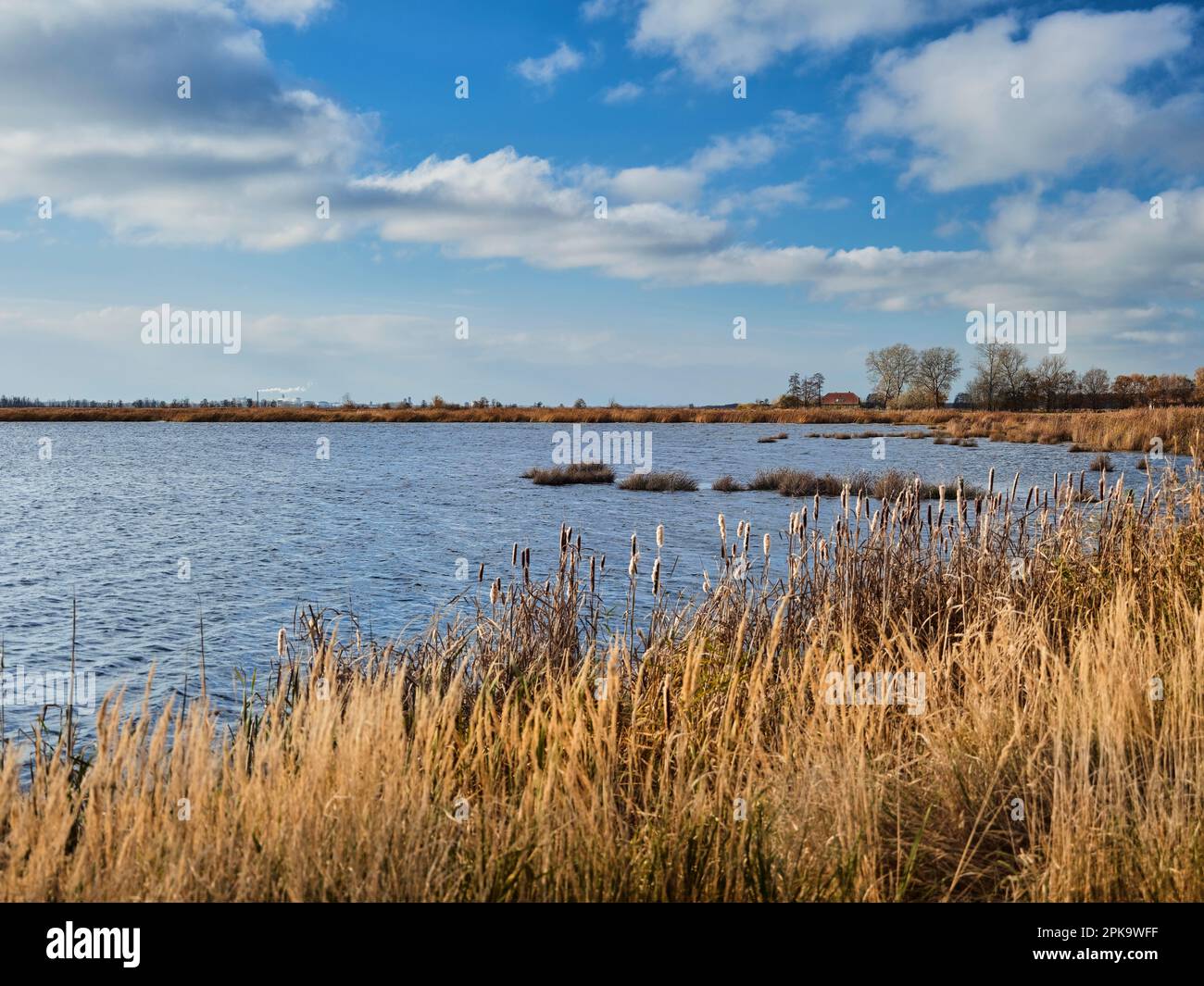 Usedom in autunno, vista di una baia presso la Laguna Szczecin, cintura di canna Foto Stock
