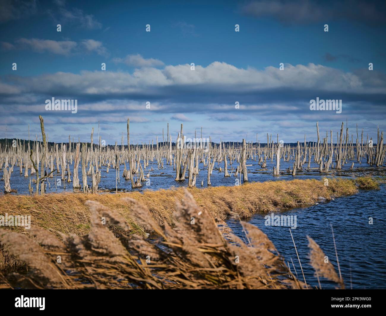 Usedom in autunno, riserva naturale Peene valle, palude grottesca paesaggio Foto Stock