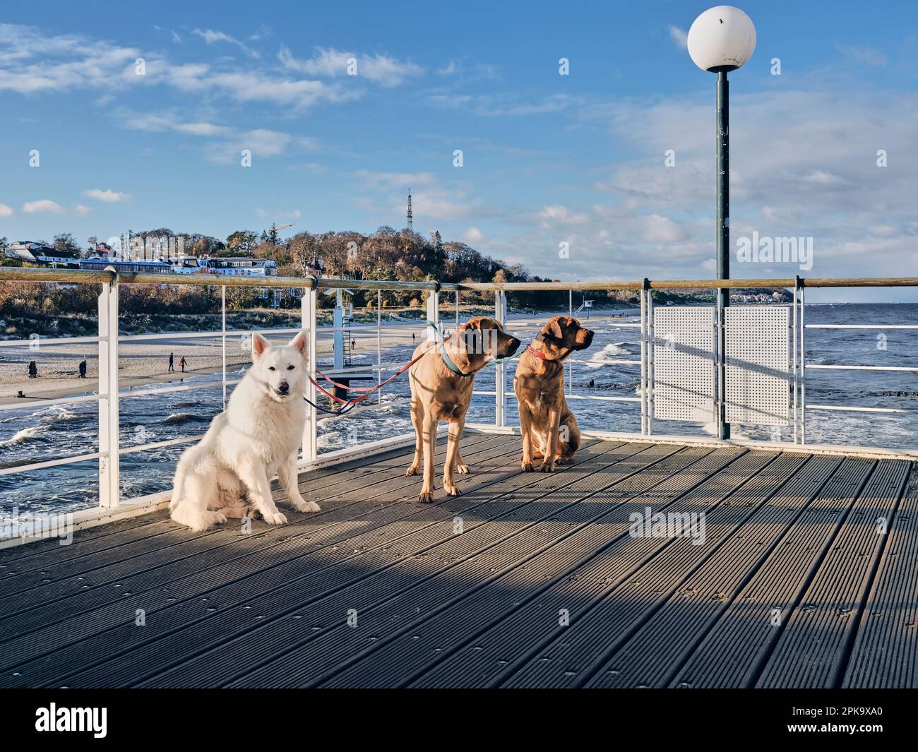 Usedom in inverno, molo Heringsdorf, tre cani attenti Foto Stock