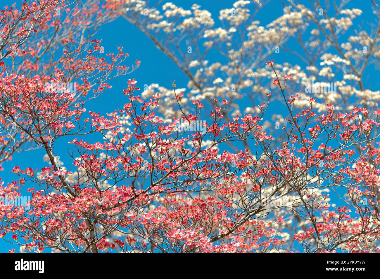 Inquadratura orizzontale di avorio e dogwoods rosa contro un cielo di primavera blu chiaro. Foto Stock