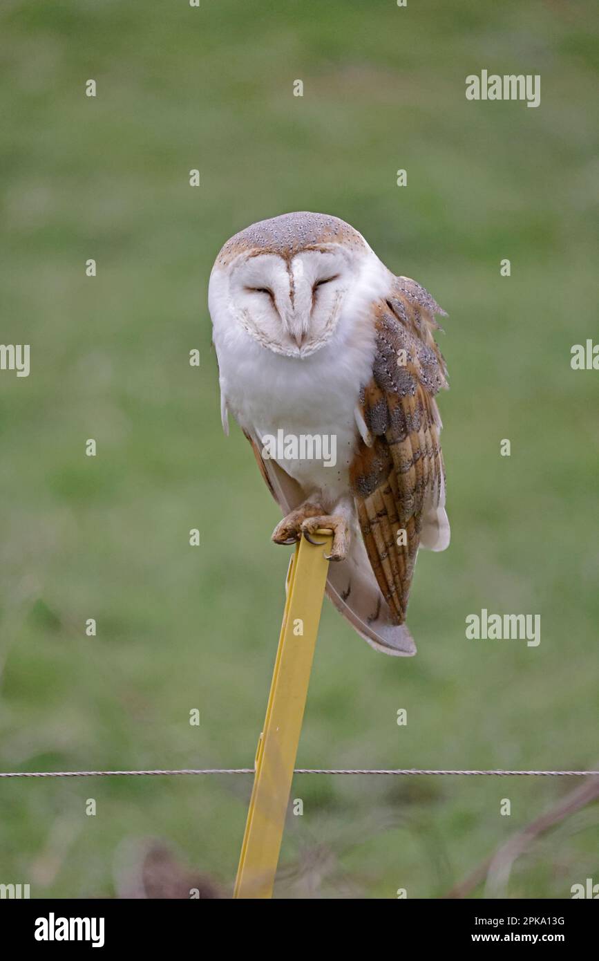 Barn Owl arroccato su un posto elettrico Fence in Norfolk UK Foto Stock