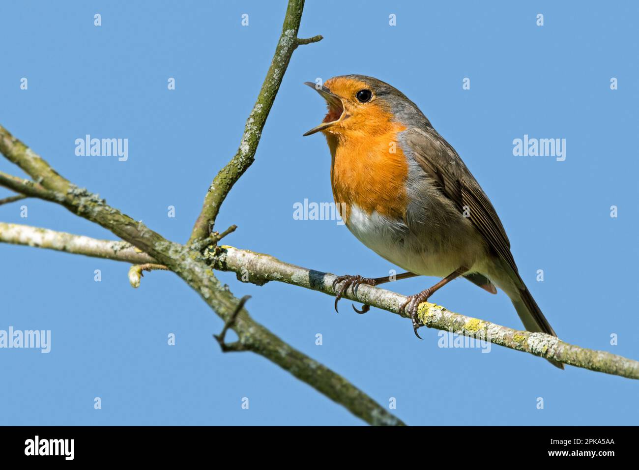 Rosso robin europeo (Erithacus rubecula) arroccato in cespuglio / arbusto e cantare da ramoscello in primavera Foto Stock