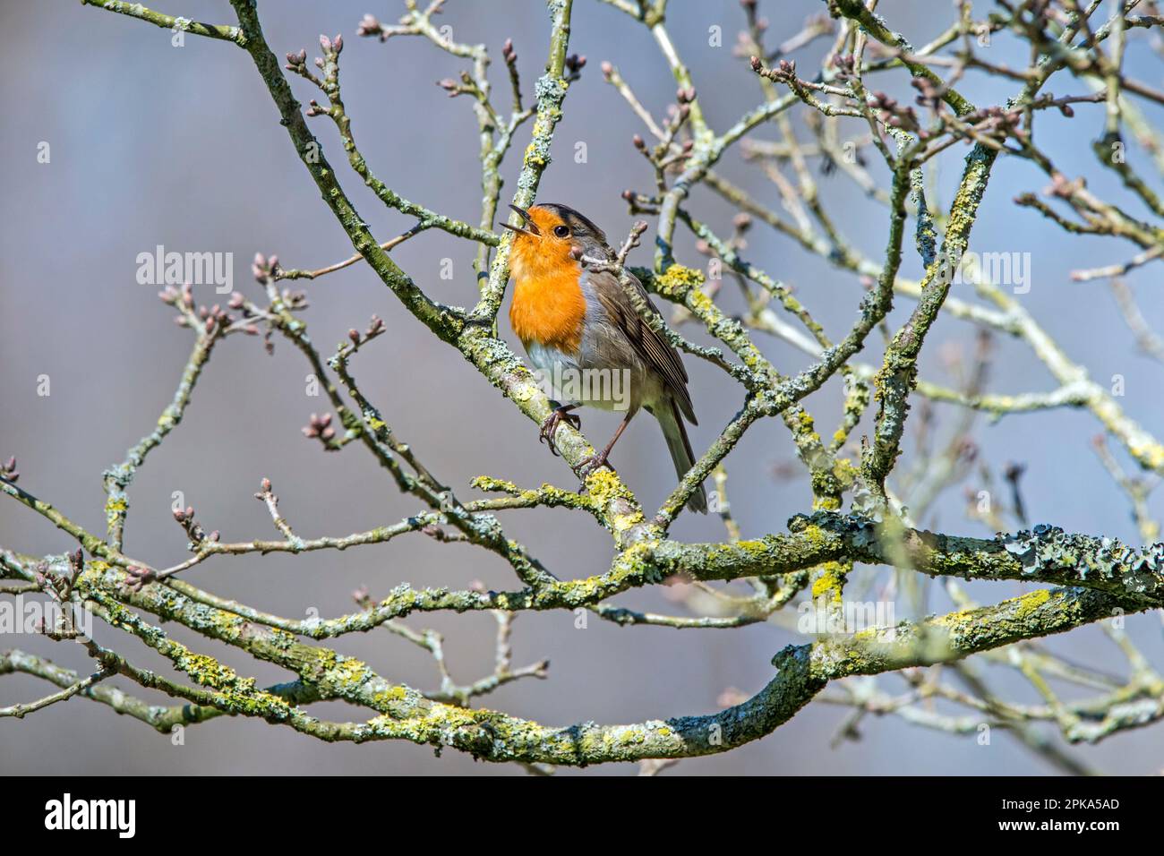 Rosso robin europeo (Erithacus rubecula) arroccato in cespuglio / arbusto e cantare da ramoscello in primavera Foto Stock