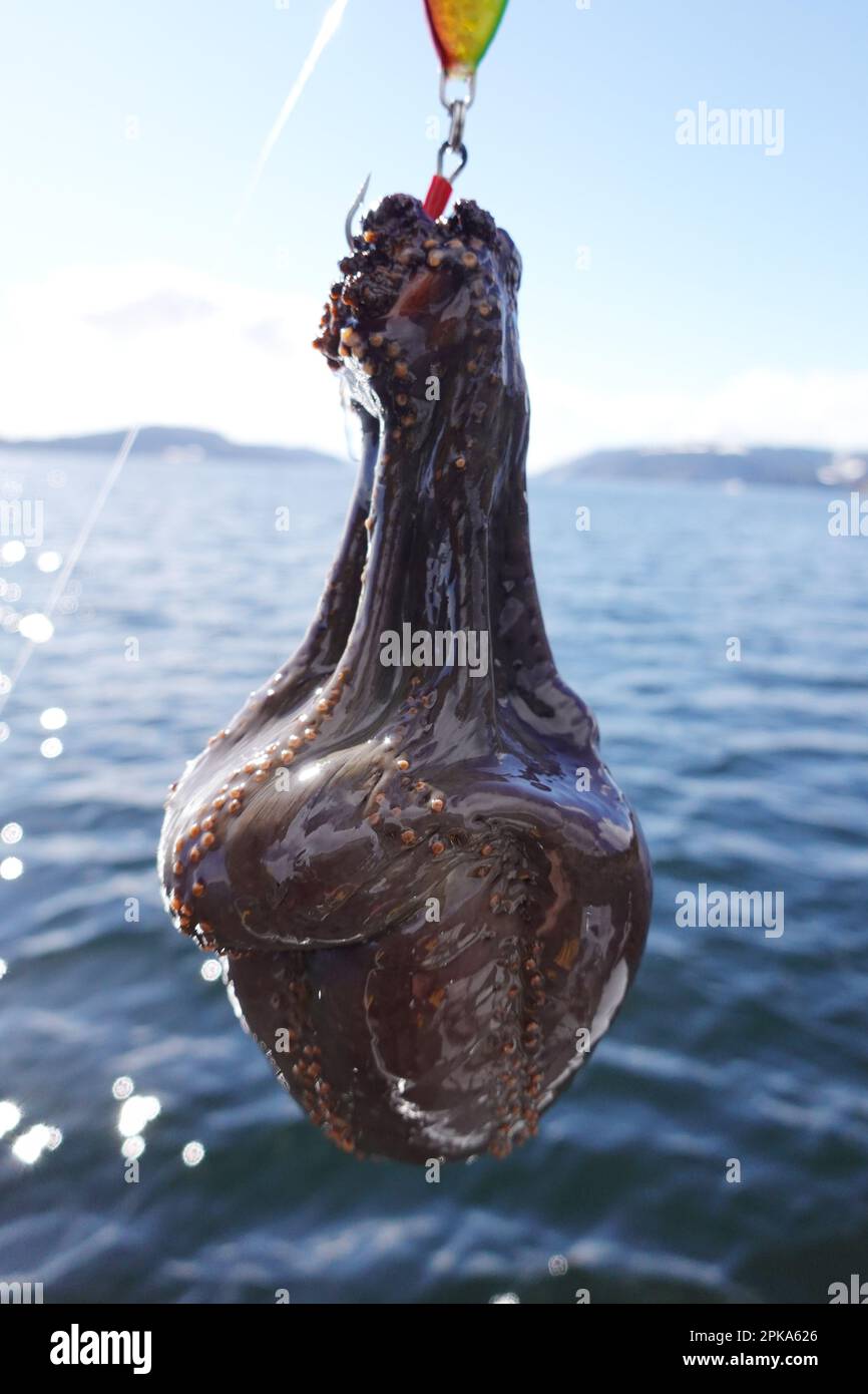 07.04.2022, Norvegia, Trondelag, Vangshylla - cetriolo di mare appeso ad un gancio da pesca. 00S220407D051CAROEX.JPG [RELEASE DEL MODELLO: SÌ, RELEASE DELLA PROPRIETÀ: NO Foto Stock