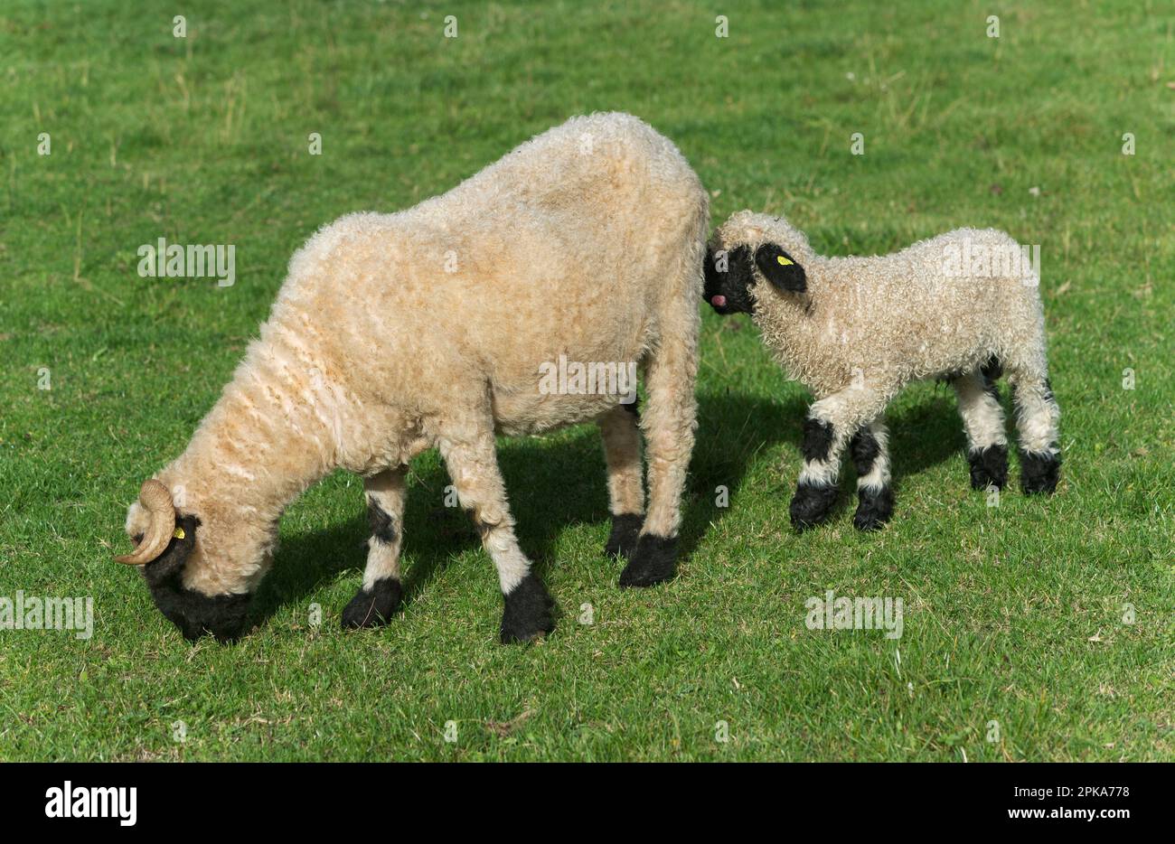 Pecora con agnello, pecora al naso nero del Vallese, Getwing, Vallese, Svizzera Foto Stock
