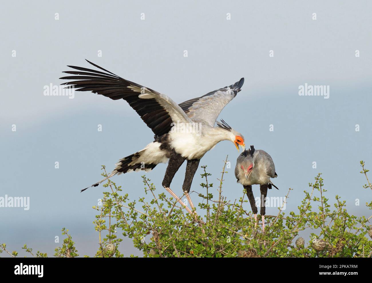 Uccello segretario maschile (Sagittario serpentario) vola a nido, Maasai Mara Game Reserve, Kenya Foto Stock