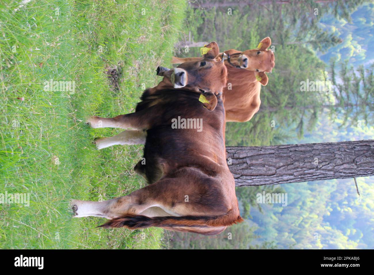 Vacca, vacca madre, giovane razza bovina Fleckvieh sul pascolo, Ried Alm, Isartal, Mittenwald, alta Baviera, Baviera, Germania Foto Stock