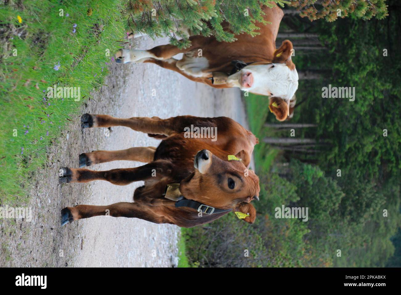 Vacca, vacca madre, giovane razza bovina Fleckvieh sul pascolo, Ried Alm, Isartal, Mittenwald, alta Baviera, Baviera, Germania Foto Stock