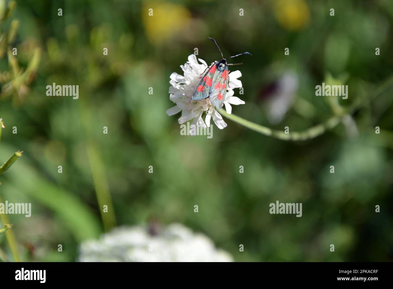 Primo piano di un burnet a sei punti (Zygaena filipendulae) su un fiore bianco con sfondo verde sfocato. Immagine orizzontale con messa a fuoco e copia selettive Foto Stock