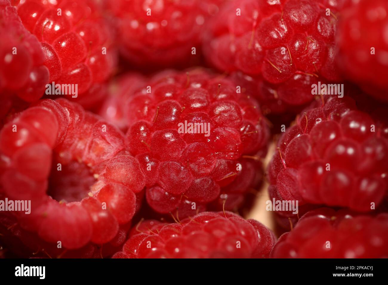 Sfondo di lamponi rosso maturo frutta naturale vitamine sane potere grande formato alta qualità stampe botaniche rubus phoenicolasius famiglia rosaceae Foto Stock