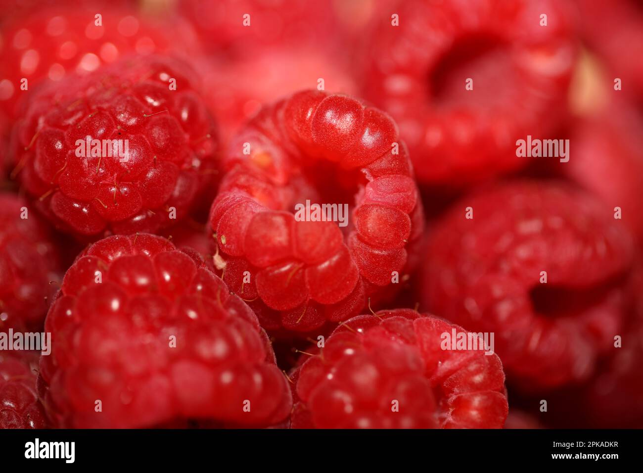 Sfondo di lamponi rosso maturo frutta naturale vitamine sane potere grande formato alta qualità stampe botaniche rubus phoenicolasius famiglia rosaceae Foto Stock