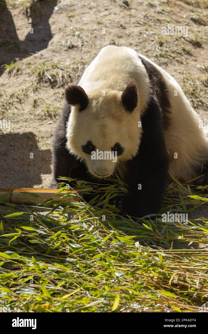 Un adorabile orso panda si accamparrerà felicemente sulle foglie fresche di bambù in un ambiente all'aperto Foto Stock