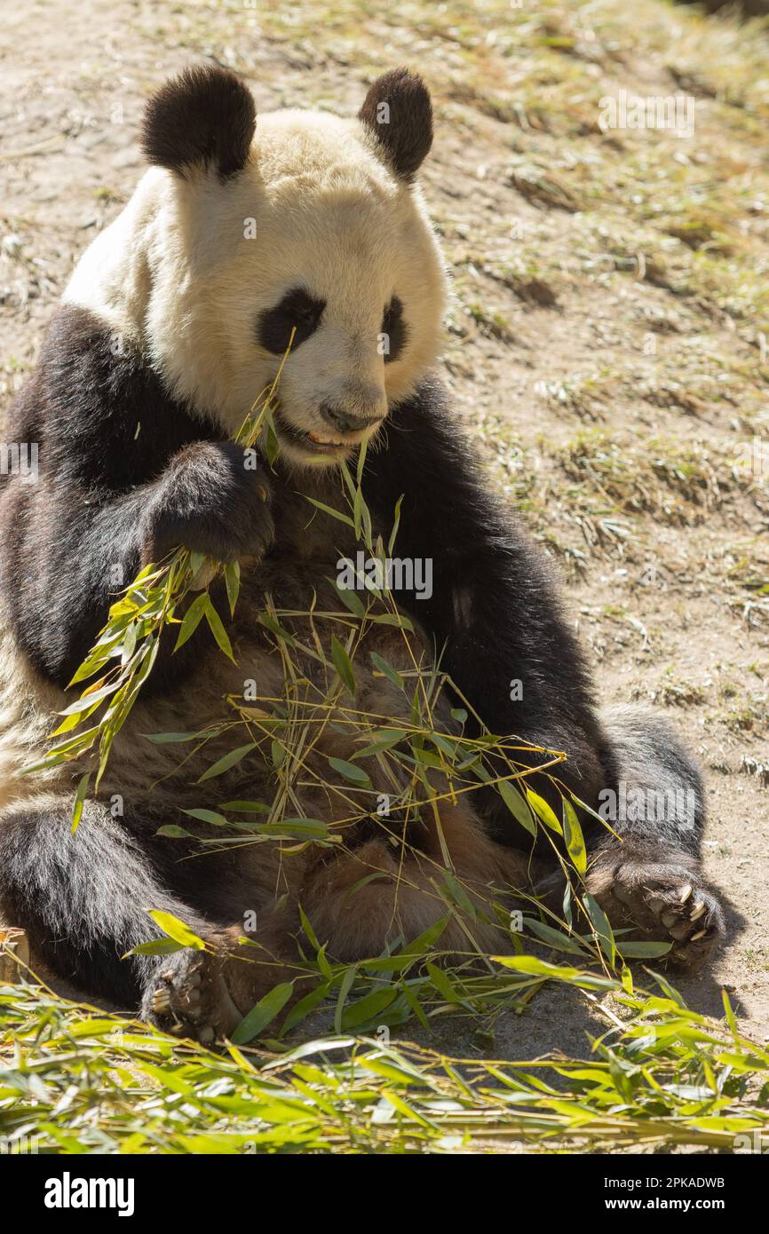Un adorabile orso panda si accamparrerà felicemente sulle foglie fresche di bambù in un ambiente all'aperto Foto Stock
