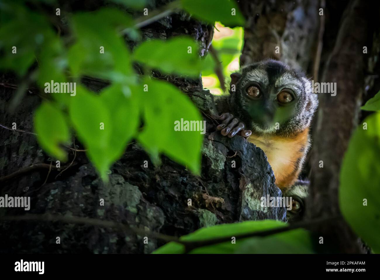 Scimmie notturne (Aotus) nell'Amazzonia peruviana Foto Stock