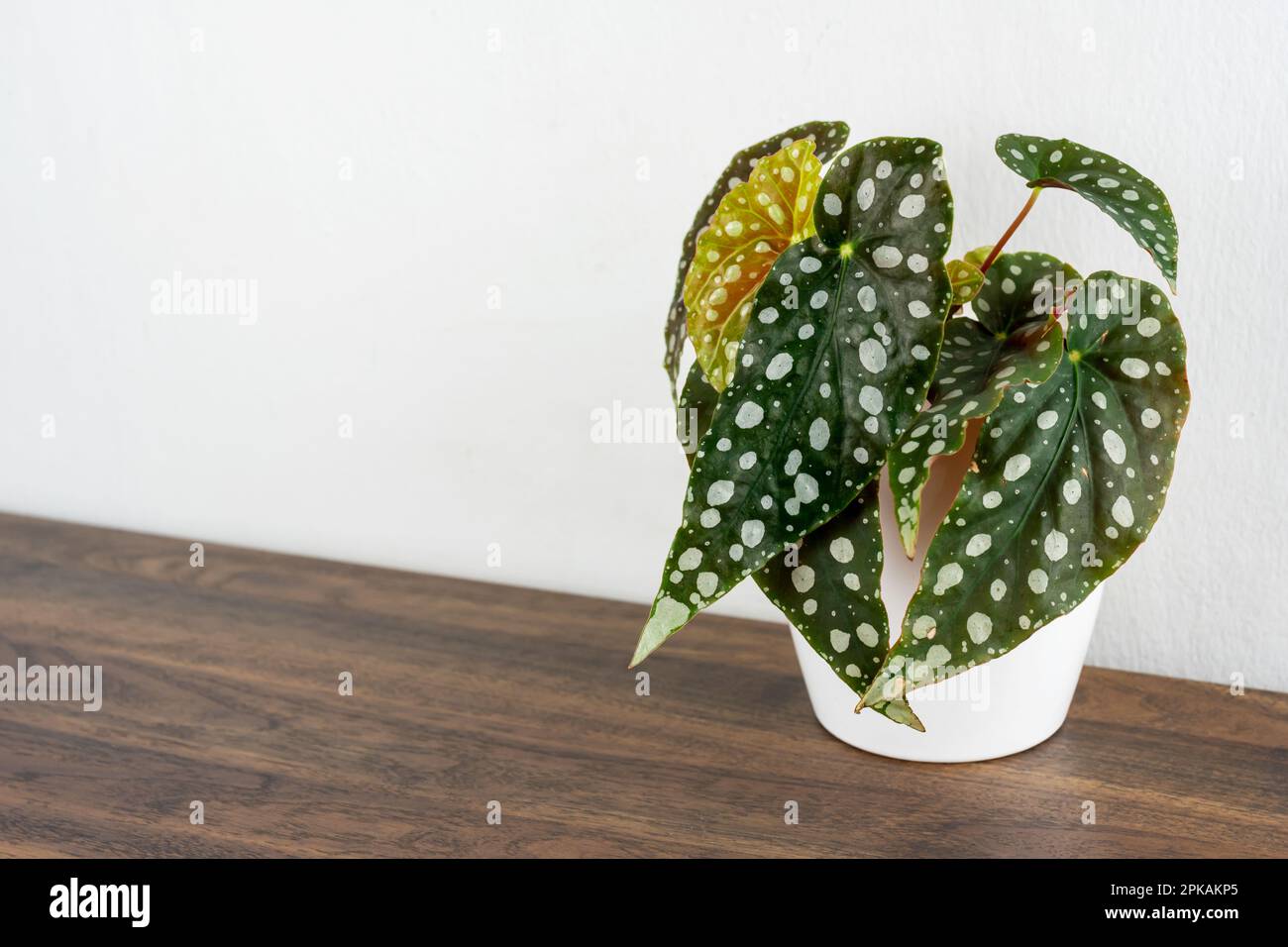 Begonia Malculata sulla sommità di un tavolo di legno con spazio copia Foto Stock